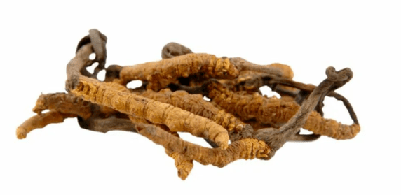 hongo cordyceps en Gluconol